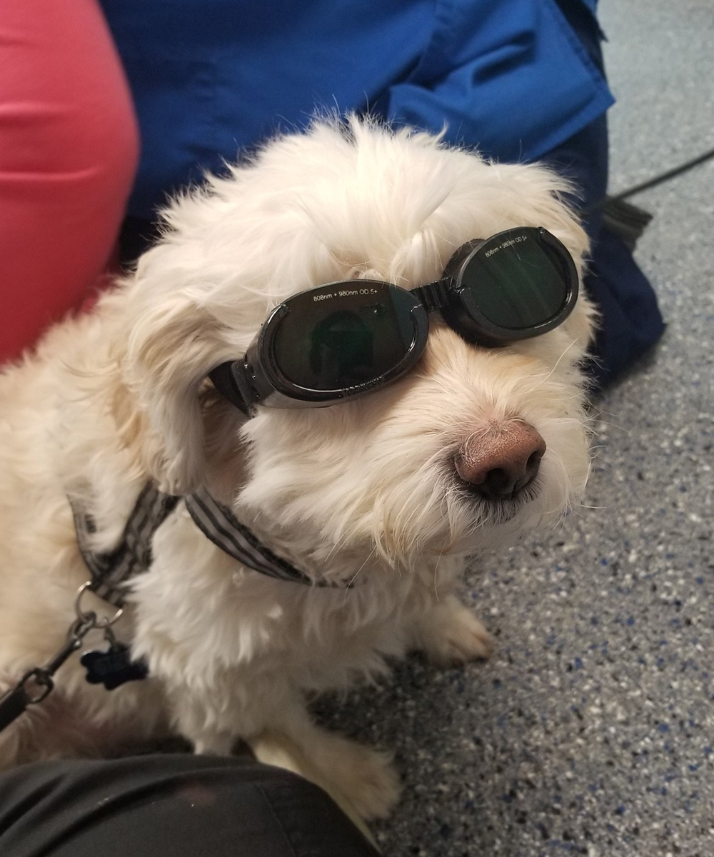 White Dog Laser Therapy