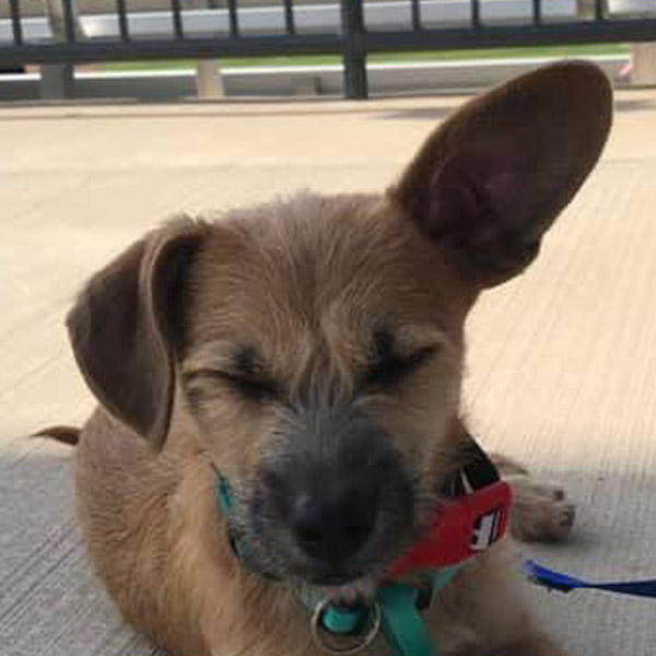 Cat and Dog Allergies in Norwood Park, IL Abell Animal Hospital