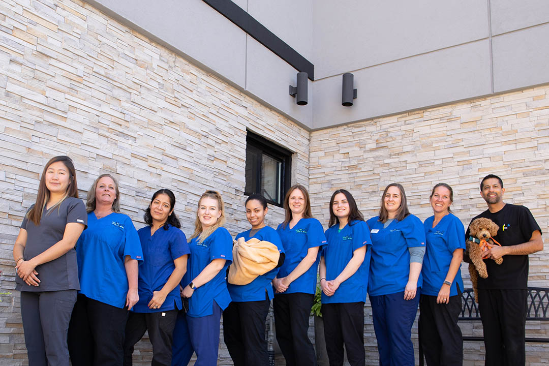 Our Veterinary Team in Norwood Park, IL Abell Animal Hospital