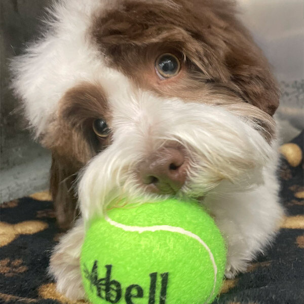 Dog With Tennis Ball Pet Insurance